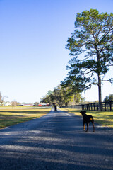Farm Laneway Dog and Person