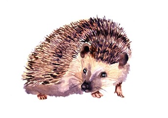 Watercolor illustration with a little hedgehog. Simple image for alphabet, encyclopedia, children's illustration, print. Hand drawing, picture isolated on white background. © Arina