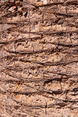 A regular pattern on the bark of a palm tree on the Canary Island of Fuerteventura, Spain
