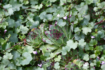 Original sockets of a sempervivum are visible among small figured leaves of a cymbalaria muralis....