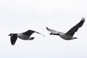 Canada goose swimming on a pond in the morning mist of a winter day