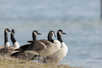 Canada goose swimming on a pond in the morning mist of a winter day