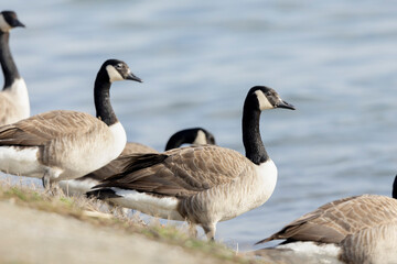 Canada goose swimming on a pond in the morning mist of a winter day
