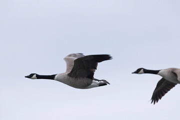 Canada goose swimming on a pond in the morning mist of a winter day