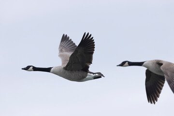 Canada goose swimming on a pond in the morning mist of a winter day © denis