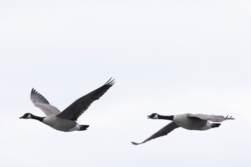 Canada goose swimming on a pond in the morning mist of a winter day