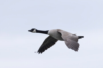 Canada goose swimming on a pond in the morning mist of a winter day