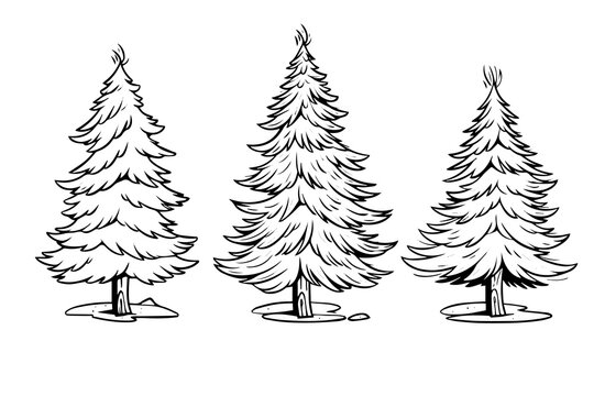 Spruce sketch in engraving style silhouette. Tree pine simple vector set