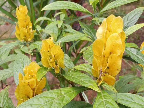 pachystachys lutea yellow flowers
