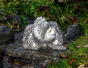 Snowy owl in the stream.  Latin name - Bubo scandiacus	