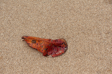 Hoja seca sobre la arena de la playa de Ujung Genteng. Sukabumi, Java, Indonesia.