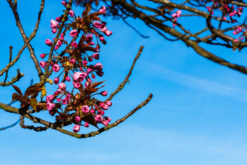 Close up of Japanese cherry blossoms and buds in Frauenstein Germany in the Rheingau