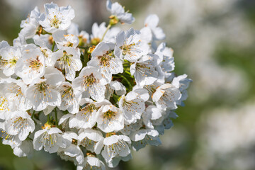 Obraz na płótnie Canvas Close-up of white cherry blossoms near Frauenstein - Germany in the Rheingau
