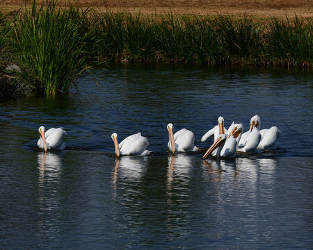 pel&iacute;canos blancos pescando en parvada