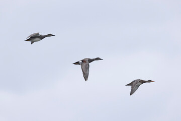 Gadwall Mareca Anas strepera swimming on a lake
