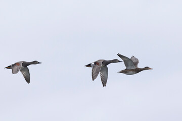 Gadwall Mareca Anas strepera swimming on a lake
