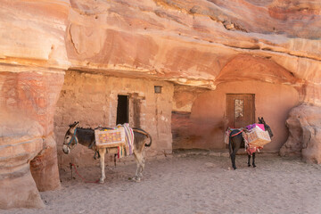 Donkeys are used for transporting most things in and around Petra in Jordan. 