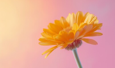 Background, wallpaper with calendula close-up with copy space. Orange flower on a pastel pink background.
