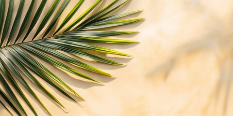 Fototapeta premium Palm branch on the sand on a sunny day. Background with copy space.