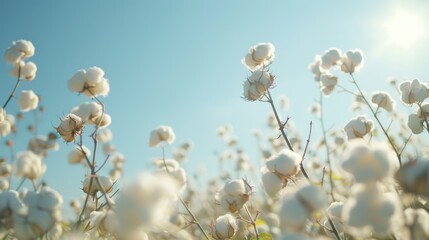 White cotton agriculture field with sky background