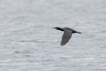 Great Cormorant Phalacrocorax carbo in close view in flight