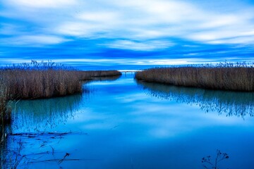 The nature reserve, reed belt at Lake Neusiedl in Austria