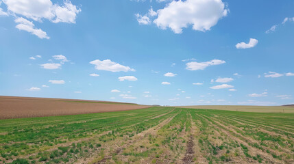 Fototapeta na wymiar corn field in spring with blue sky