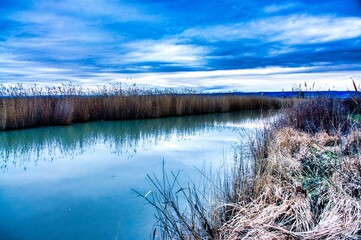 The nature reserve, reed belt at Lake Neusiedl in Austria