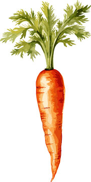Watercolor vegetable carrot with green leaf closeup isolated on a white background. Hand painting on paper. AI generated illustration.