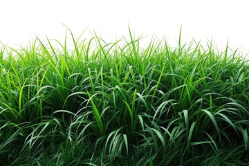 In the lush green fields isolated on white background, vibrant paddies flourish under the summer sun's glow.