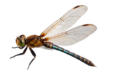 dragonfly isolated on a transparent background