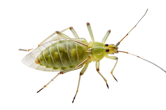 aphid isolated on a transparent background