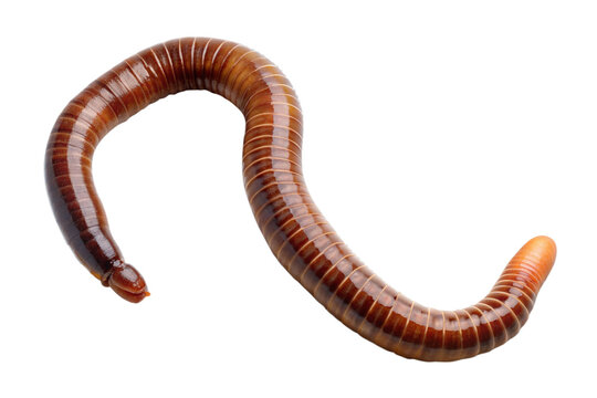 earthworm isolated on a transparent background