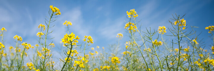 Colza rapeseed flowers close up, blue sky background, panoramic agriculture web banner