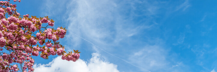 Branch of pink cherry tree in bloom on blue panoramic sky background, cherry blossom in spring, hanami season in Japan web banner