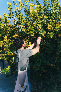 Man harvesting fresh lemons in sunny garden