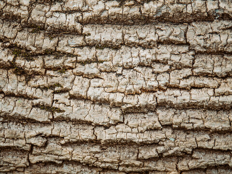 Textured tree bark with natural patterns