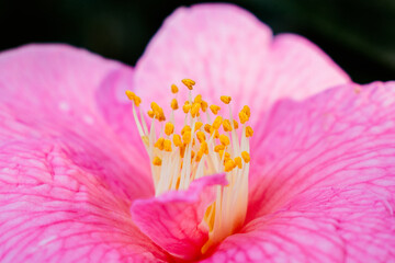 Close-up of vibrant pink Camellia flower in springtime bloom