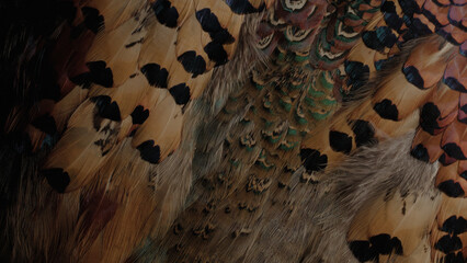Close up detailed shots of various assorted bird feathers