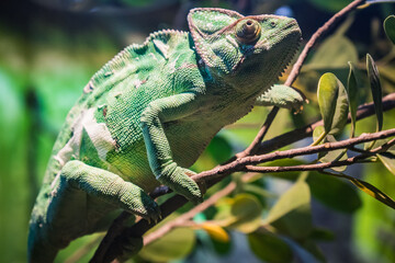 Chameleon, exotic animals