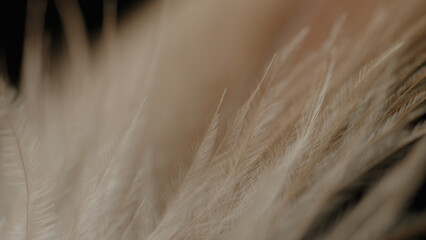 Close up detailed shots of various assorted bird feathers