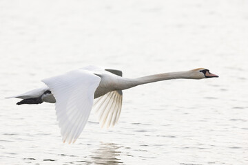 Mute Swan Cygnus olor swimming or taking off from a pond in the early morning
