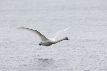 Mute Swan Cygnus olor swimming or taking off from a pond in the early morning

