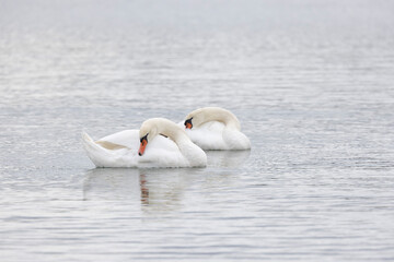 Mute Swan Cygnus olor swimming or taking off from a pond in the early morning

