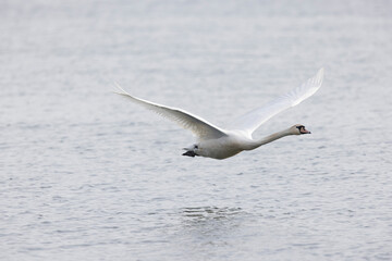 Fototapeta premium Mute Swan Cygnus olor swimming or taking off from a pond in the early morning 