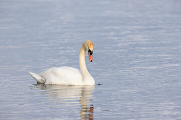 Obraz premium Mute Swan Cygnus olor swimming or taking off from a pond in the early morning 