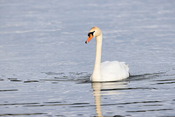 Obraz premium Mute Swan Cygnus olor swimming or taking off from a pond in the early morning 
