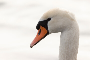 Mute Swan Cygnus olor swimming or taking off from a pond in the early morning
