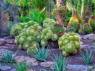 Elx - cactus a L'Hort del Cura - Baix Vinalopó