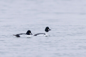 Common Goldeneye Bucephala clangula swimming on the Rhine during wintertime